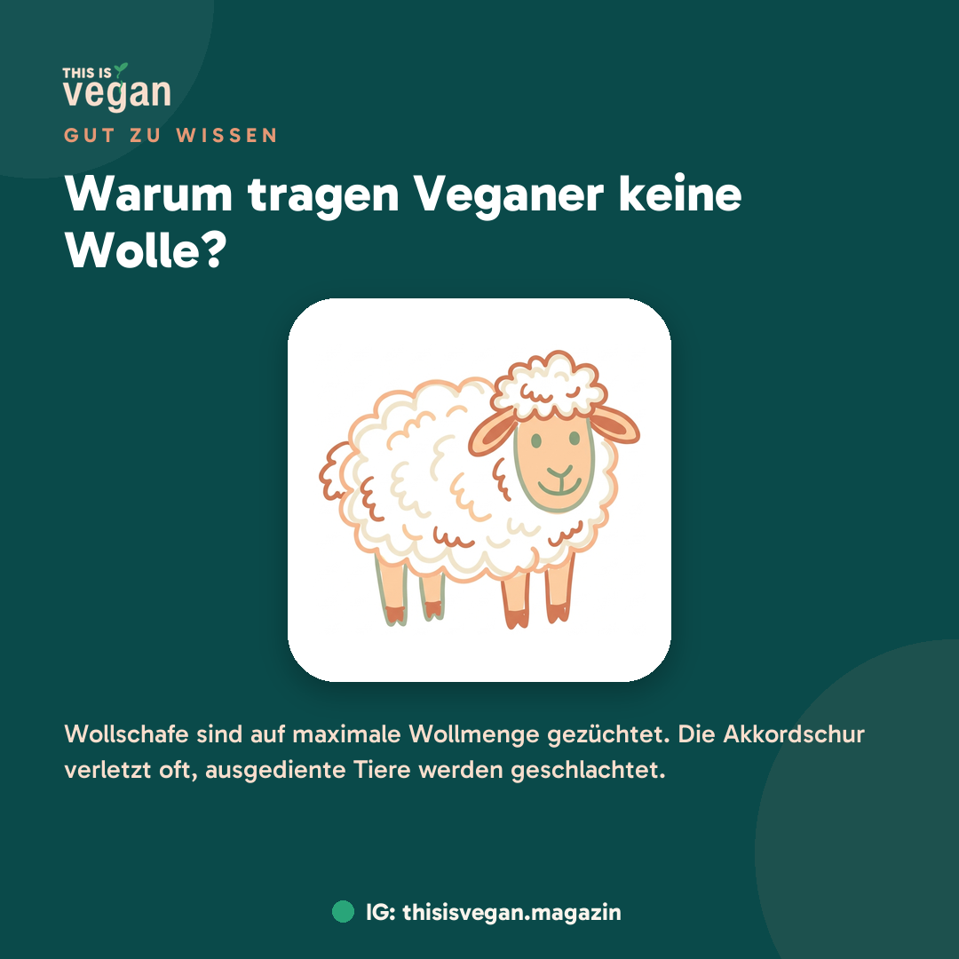 Warum tragen Veganer keine Wolle?, Infografik von This Is Vegan